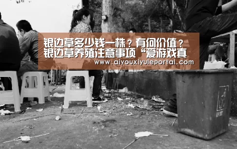 银边草多少钱一株？有何价值？银边草养殖注意事项“爱游戏真人”